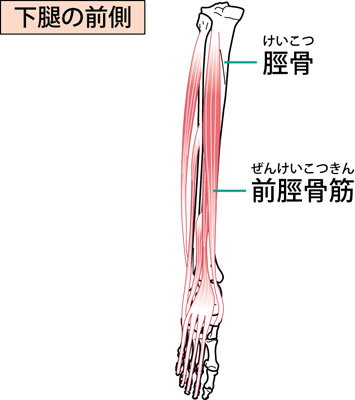 前脛骨筋