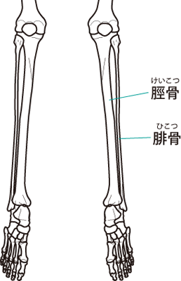 ふくらはぎの外側が張り出して太い原因とは 歩き方や解消法を紹介 枚方市樟葉 整体院プラス