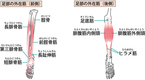 足の指から足首の前側がつる原因とストレッチのやり方 枚方市樟葉 整体院プラス