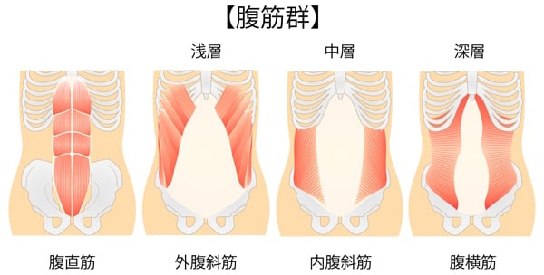 腹筋のイラスト